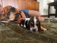 Snoopy, a male Basset Hound for sale in Dundee, OH – 7 of 7
