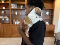 Fiona, a female English Bulldog for sale in Dundee, OH – 5 of 8