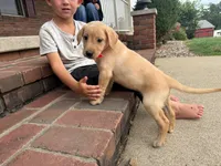 Pearl, a female Labrador Retriever for sale in Dundee, OH – 3 of 5