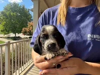 Clara, a female Basset Hound for sale in Dundee, OH – 6 of 9