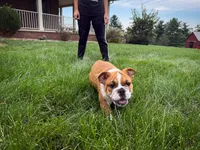 Charlie , a male English Bulldog for sale in Dundee, OH – 6 of 9