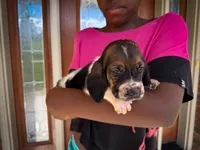 Max, a male Basset Hound for sale in Dundee, OH – 4 of 8