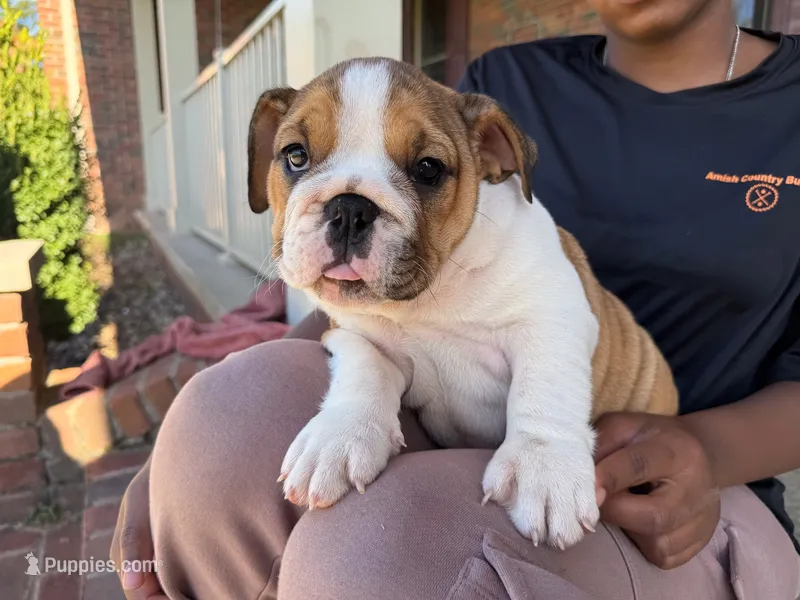 Cookie – English Bulldog puppy for sale in Dundee, OH
