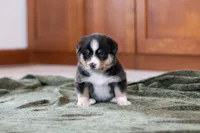Star, a female Australian Shepherd and Pembroke Welsh Corgi for sale in Dundee, OH – 4 of 8