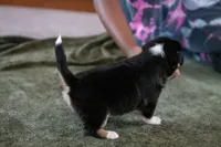 Winnie, a female Australian Shepherd and Pembroke Welsh Corgi for sale in Dundee, OH – 4 of 8