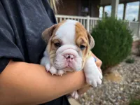George, a male English Bulldog for sale in Dundee, OH – 2 of 9
