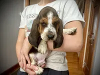Hank, a male Basset Hound for sale in Dundee, OH – 6 of 7