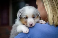 Blue, a male Australian Shepherd and Pembroke Welsh Corgi for sale in Dundee, OH – 3 of 10