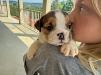 Cookie, a female English Bulldog for sale in Dundee, OH – 5 of 9