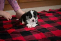 Zed, a male Pembroke Welsh Corgi for sale in Dundee, OH – 2 of 7