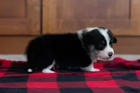 Zed, a male Pembroke Welsh Corgi for sale in Dundee, OH – 4 of 7
