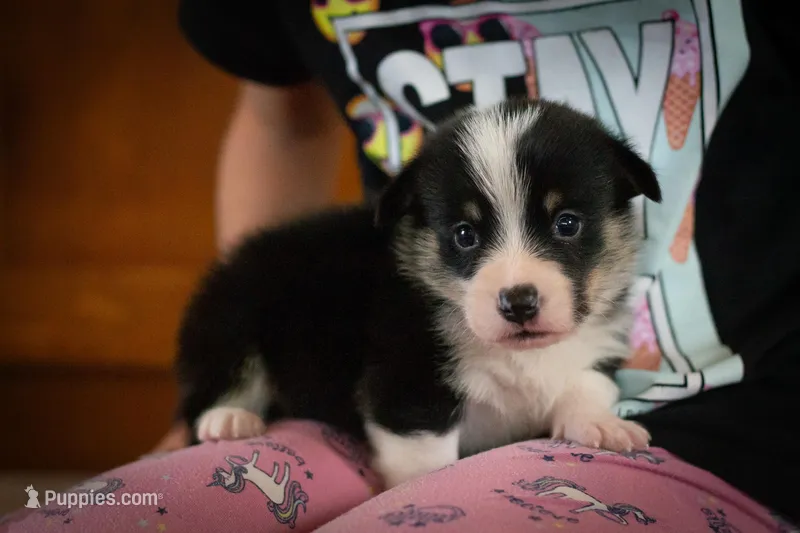 Zed – Pembroke Welsh Corgi puppy for sale in Dundee, OH
