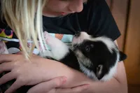 Zed, a male Pembroke Welsh Corgi for sale in Dundee, OH – 3 of 7