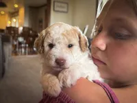 Finn, a male Poodle - Miniature  for sale in Dundee, OH – Photo 3 of 8