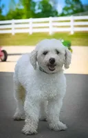 Finn, a male Poodle - Miniature  for sale in Dundee, OH – Photo 7 of 8