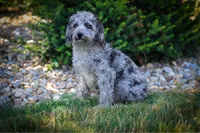 Finn, a male Poodle - Miniature  for sale in Dundee, OH – Photo 8 of 8