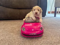 Finn, a male Poodle - Miniature  for sale in Dundee, OH – Photo 6 of 8