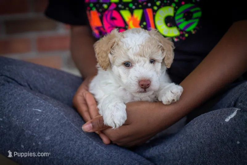 Finn – Poodle - Miniature  puppy for sale in Dundee, OH
