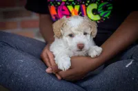 Finn, a male Poodle - Miniature  for sale in Dundee, OH – Photo 1 of 8