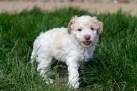 Finn, a male Poodle - Miniature  for sale in Dundee, OH – Photo 2 of 8