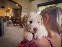 Finn, a male Poodle - Miniature  for sale in Dundee, OH – Photo 4 of 8