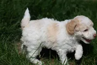 Finn, a male Poodle - Miniature  for sale in Dundee, OH – Photo 5 of 8