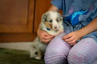 Blue, a male Australian Shepherd and Pembroke Welsh Corgi for sale in Dundee, OH – 1 of 10
