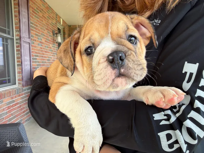 Precious – English Bulldog puppy for sale in Dundee, OH