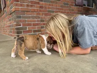 Precious, a female English Bulldog for sale in Dundee, OH – 5 of 9