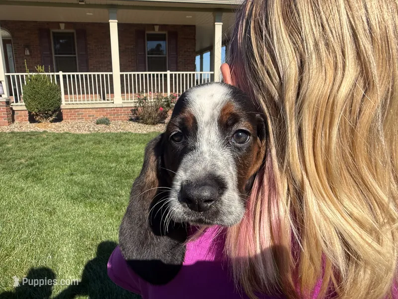 Clara – Basset Hound puppy for sale in Dundee, OH