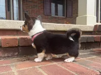 Ivy, a female Pembroke Welsh Corgi for sale in Dundee, OH – 5 of 8