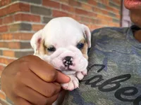 Oliver, a male English Bulldog for sale in Dundee, OH – 2 of 7