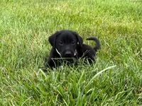 Maggie, a female Labrador Retriever for sale in Dundee, OH – 3 of 5