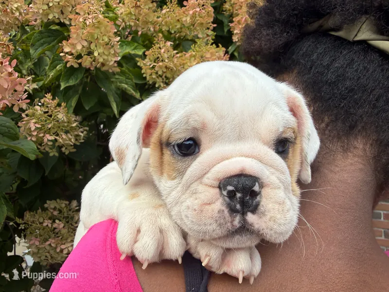 Oliver – English Bulldog puppy for sale in Dundee, OH