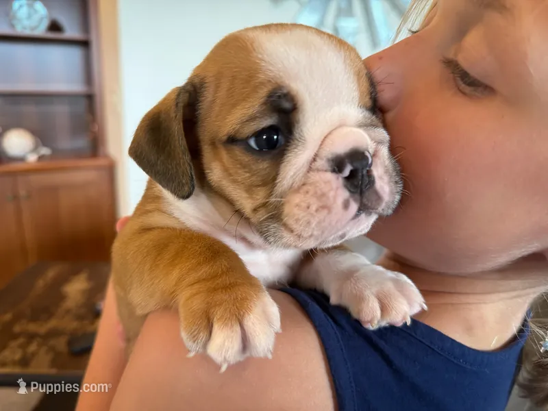 Rudy – English Bulldog puppy for sale in Dundee, OH