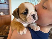 Rudy, a male English Bulldog for sale in Dundee, OH – 1 of 7
