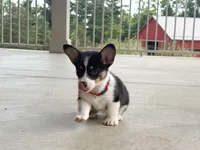 Poppy, a female Pembroke Welsh Corgi for sale in Dundee, OH – 6 of 10