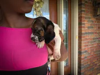 Max, a male Basset Hound for sale in Dundee, OH – 6 of 8