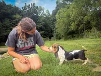 Mabel, a female Basset Hound for sale in Dundee, OH – 8 of 10