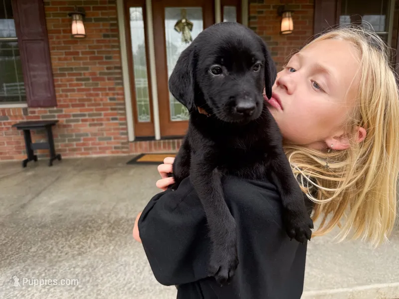 Drake – Labrador Retriever puppy for sale in Dundee, OH