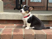 Poppy, a female Pembroke Welsh Corgi for sale in Dundee, OH – 8 of 10