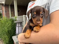 Lucy, a female Miniature Dachshund for sale in Dundee, OH – 2 of 6