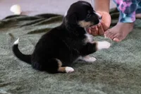 Winnie, a female Australian Shepherd and Pembroke Welsh Corgi for sale in Dundee, OH – 2 of 8