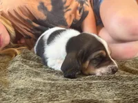 Snoopy, a male Basset Hound for sale in Dundee, OH – 3 of 7