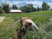 Cookie, a female English Bulldog for sale in Dundee, OH – 6 of 9