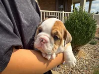 George, a male English Bulldog for sale in Dundee, OH – 6 of 9