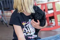 Trixie, a female Poodle - Miniature  for sale in Dundee, OH – Photo 2 of 6