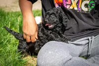 Trixie, a female Poodle - Miniature  for sale in Dundee, OH – Photo 4 of 6