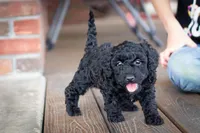 Trixie, a female Poodle - Miniature  for sale in Dundee, OH – Photo 3 of 6