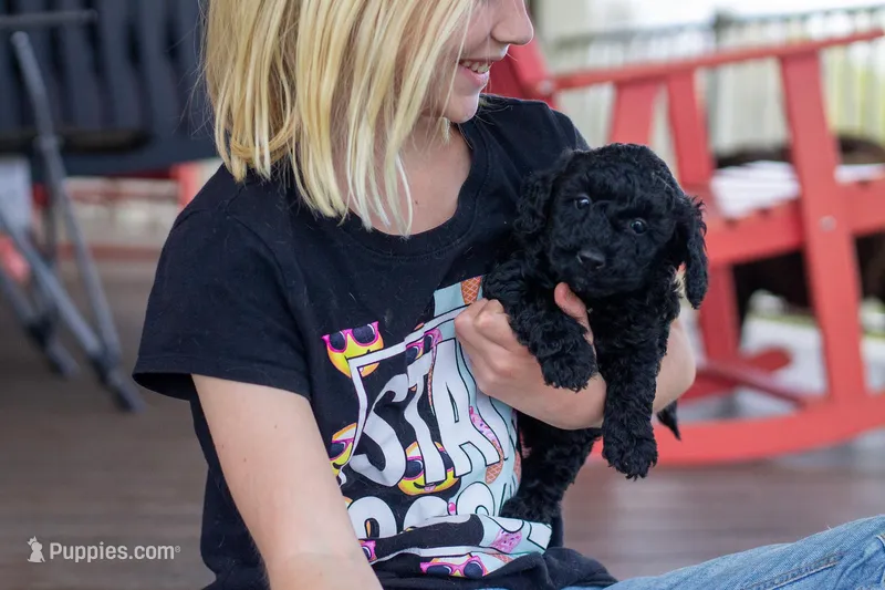 Trixie – Poodle - Miniature  puppy for sale in Dundee, OH